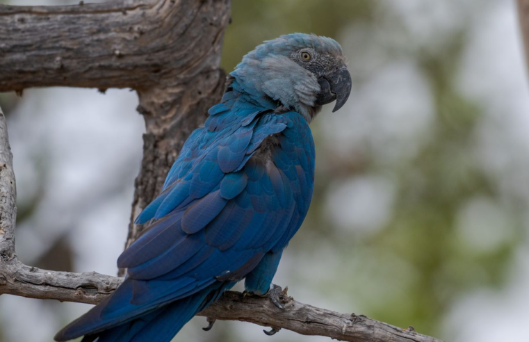 Ararinhas-azuis recapturadas testam positivo para vírus letal