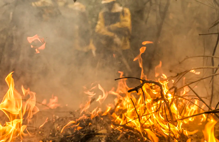 Pantanal é o bioma mais atingido pelo aumento da temperatura no país