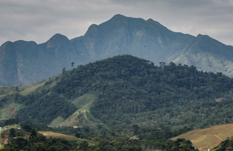 SOS Mata Atlântica mobiliza setor privado para conservação do bioma