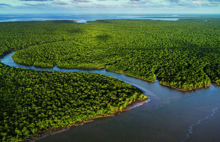 Exposição no CCBB RJ destaca importância e riqueza dos manguezais