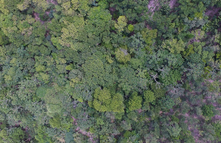 Exposição digital mostra vida nos seis biomas brasileiros