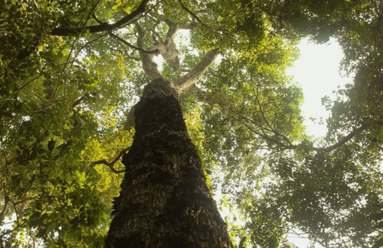 TV Brasil estreia nova temporada de "Parques do Brasil" neste domingo