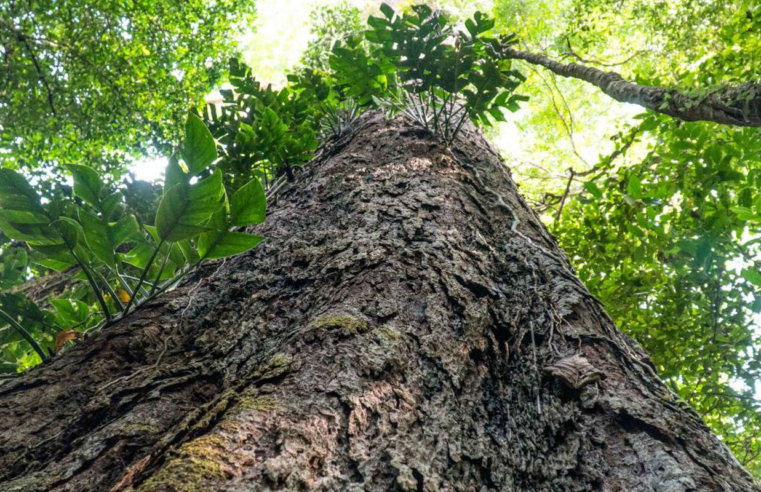 Suíça anuncia doação de R$ 33 milhões para Fundo Amazônia
