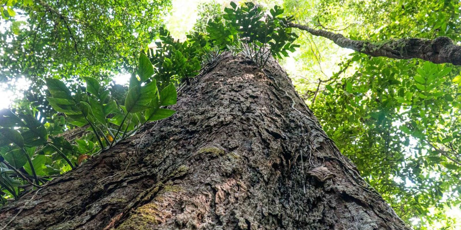 Suíça anuncia doação de R$ 33 milhões para Fundo Amazônia