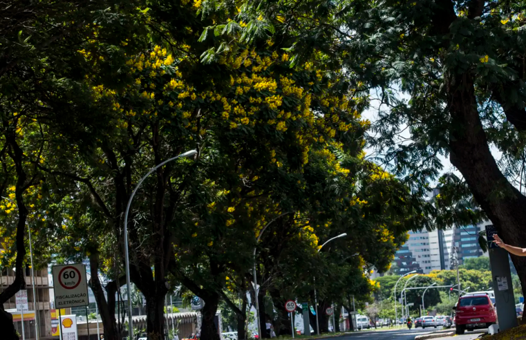 COP30: Brasil lança plano nacional para aumentar arborização urbana