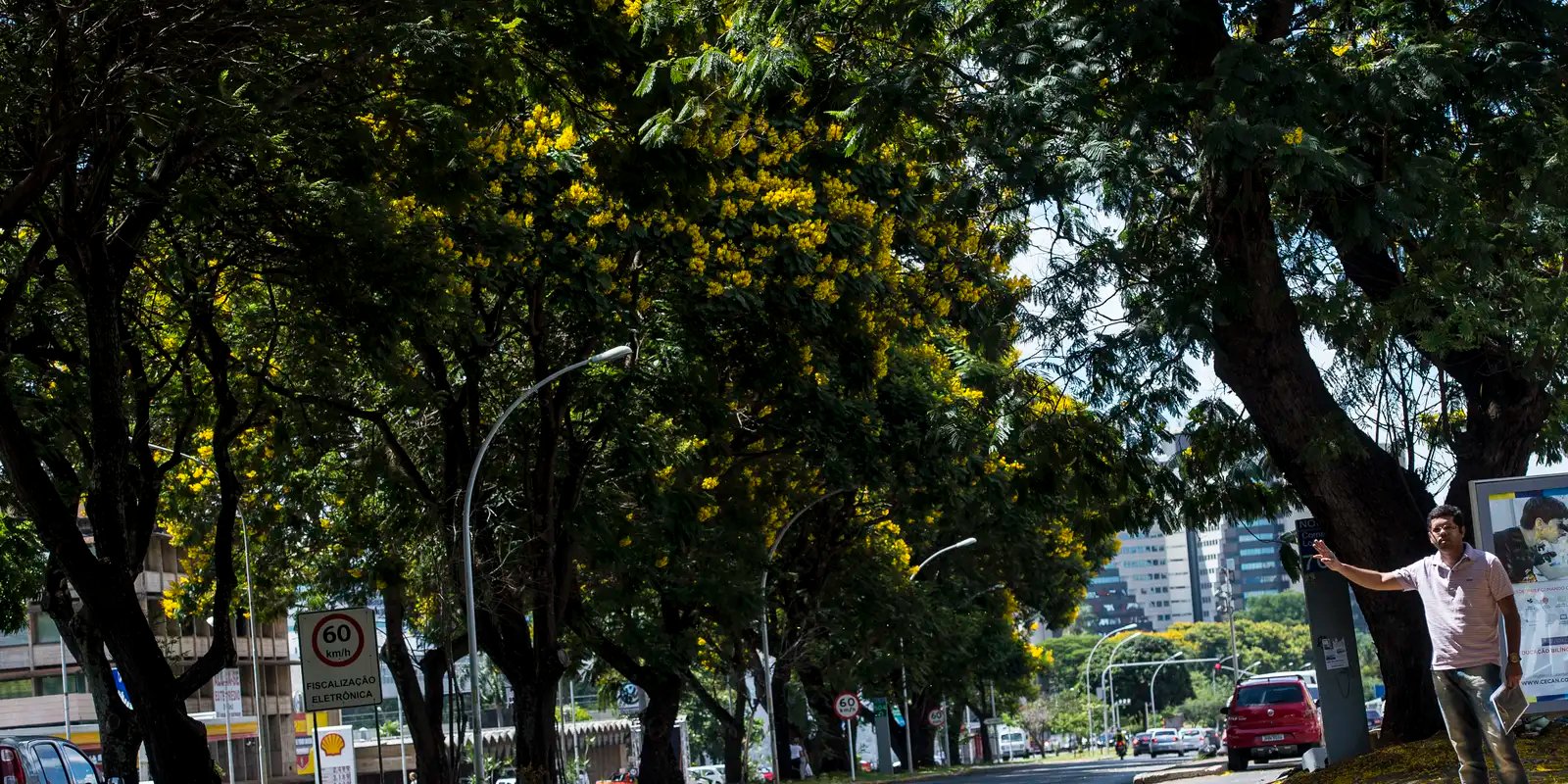 COP30: Brasil lança plano nacional para aumentar arborização urbana