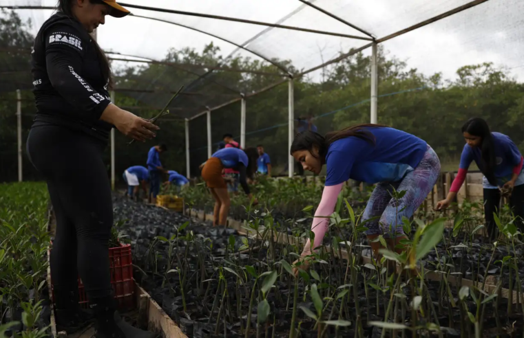 Governo fecha parceria para expandir energia renovável na Amazônia