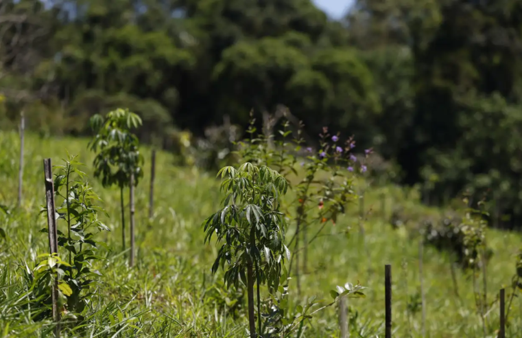 Revisão do IBGE: Mata Atlântica perde 1% de área e Cerrado ganha 1,8%