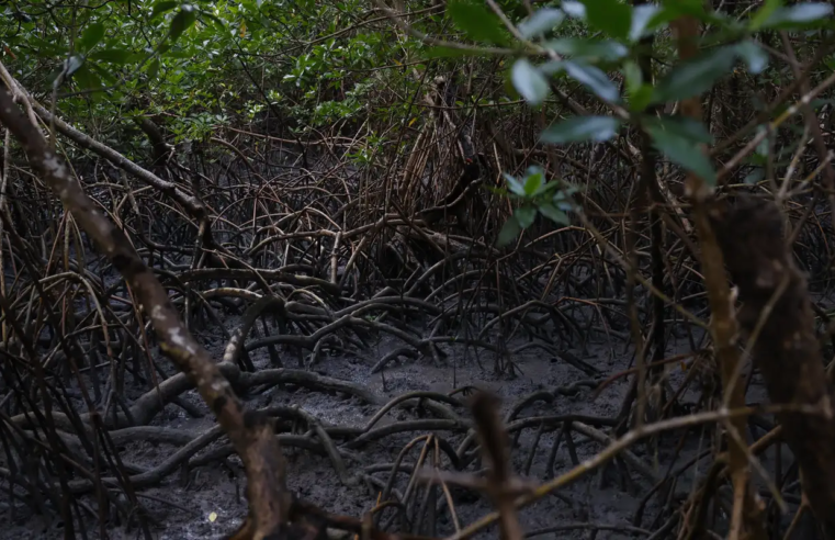 Pacto global para proteger manguezais tem adesão de 46 governos