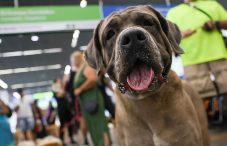 STF suspende lei sobre transporte aéreo de animais de apoio emocional