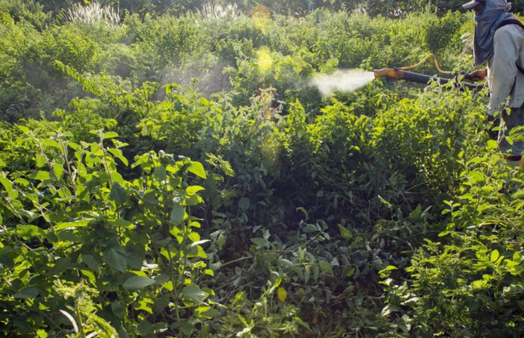 Agrotóxicos atingem população já em vulnerabilidade, diz especialista