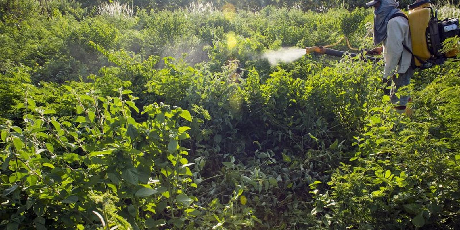 Agrotóxicos atingem população já em vulnerabilidade, diz especialista