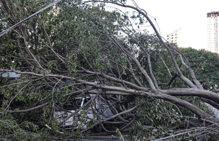 Defesa Civil de SP recebe 514 chamados por quedas de árvores