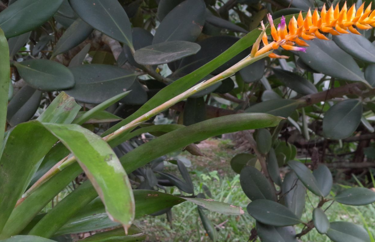 Espécie nova de bromélia floresce no Jardim Botânico do Rio