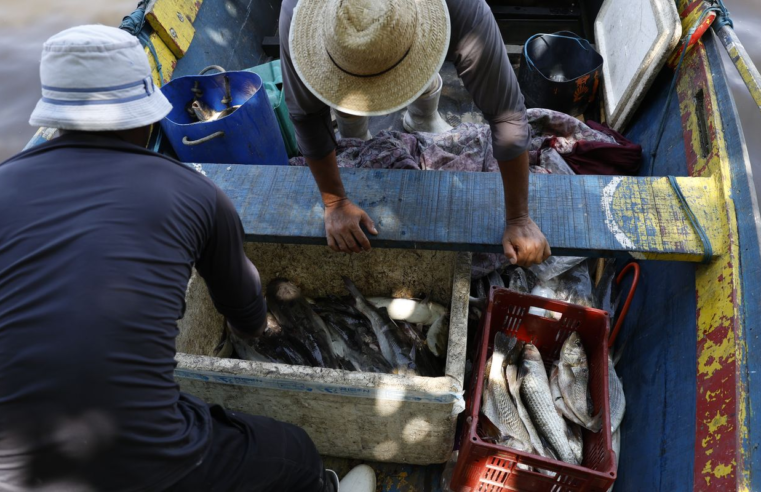 Pesquisadores encontram mercúrio em peixes da Baía de Guanabara