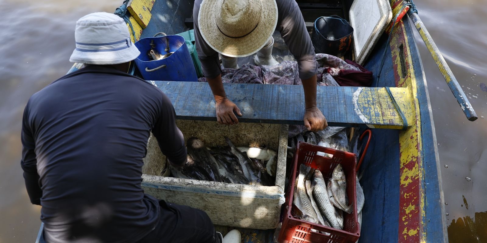 Pesquisadores encontram mercúrio em peixes da Baía de Guanabara