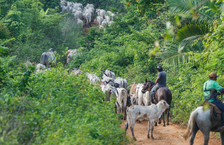 Vaqueiro contratado pelo Ibama é morto em terra indígena no Pará