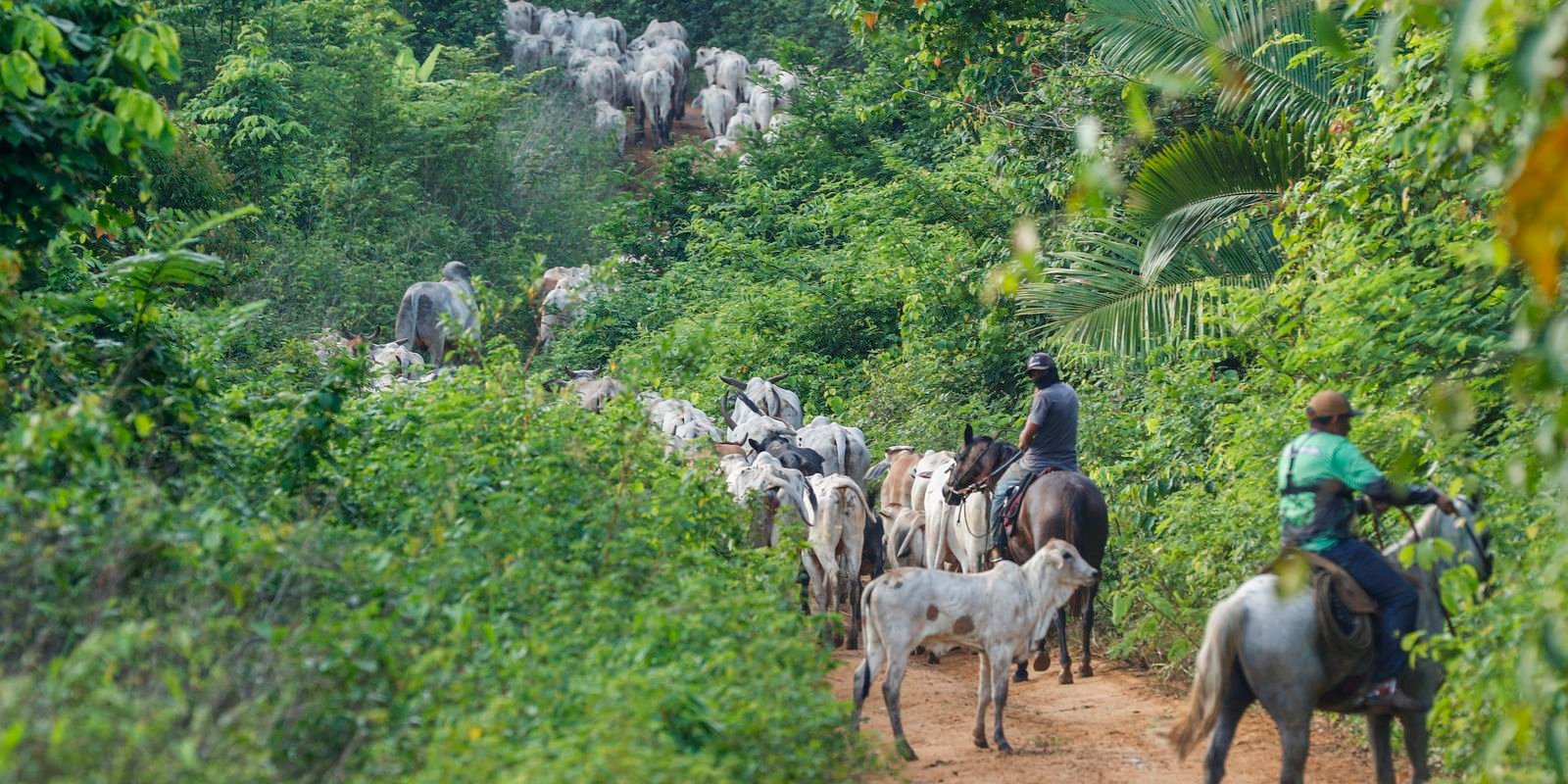 Operação em terra indígena no Pará resulta em mais um assassinato