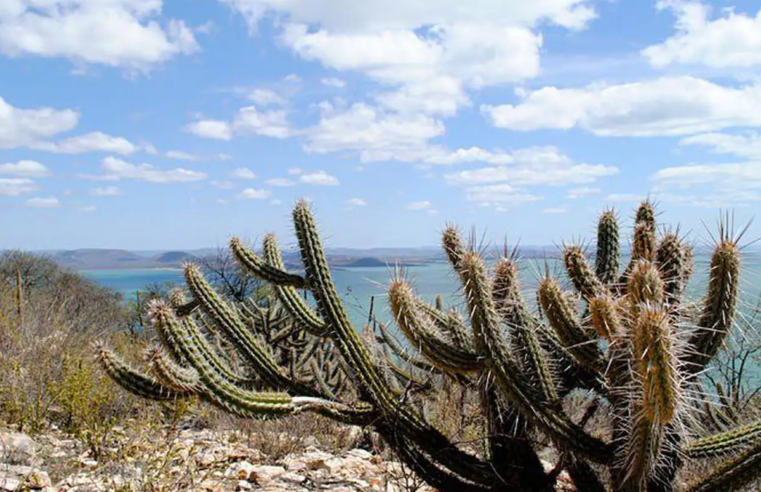 Ameaçada de desertificação, Caatinga terá área recuperada