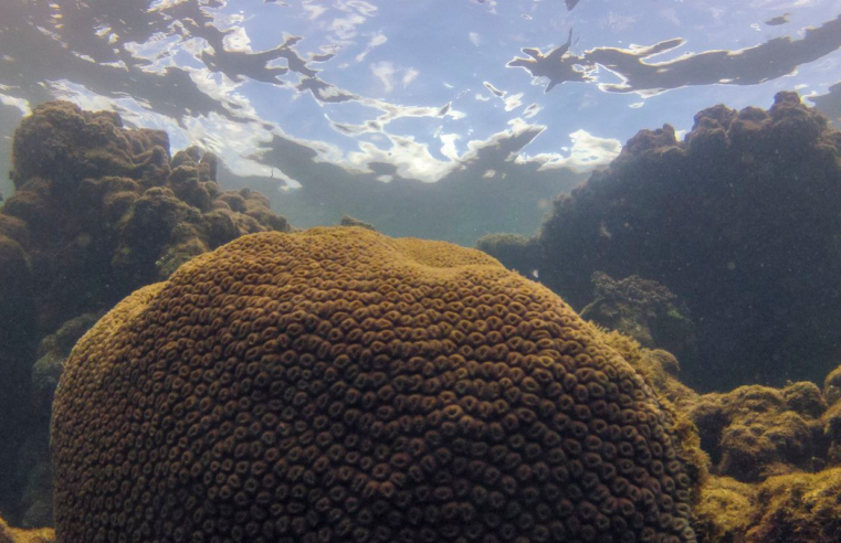 El Niño afeta ecossistema marinho no Oceano Atlântico, diz estudo
