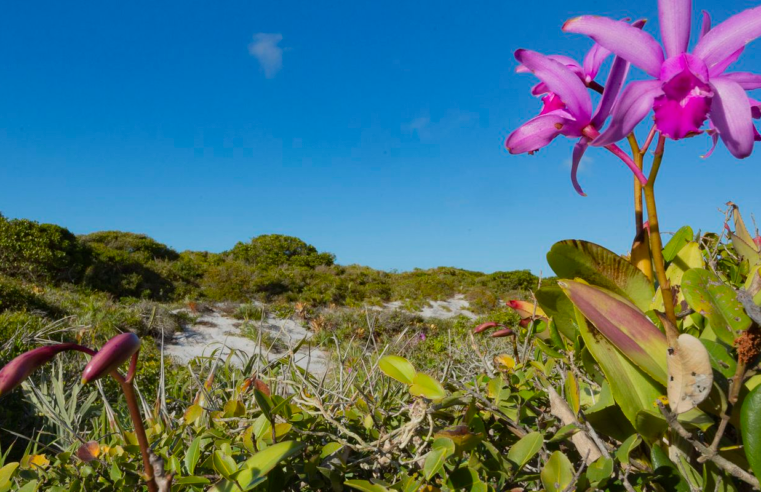 Inpe confirma redução de desmatamento na maioria dos biomas em 2024