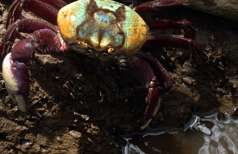 Calendário de defeso do caranguejo-uçá começa dia 18 próximo