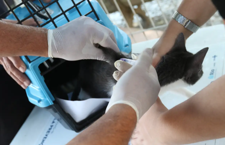 Conselho de Veterinária alerta para doença que afeta gatos