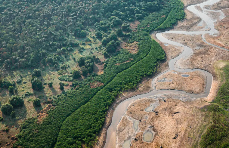 Dezesseis projetos concorrem em edital para restauração da Amazônia
