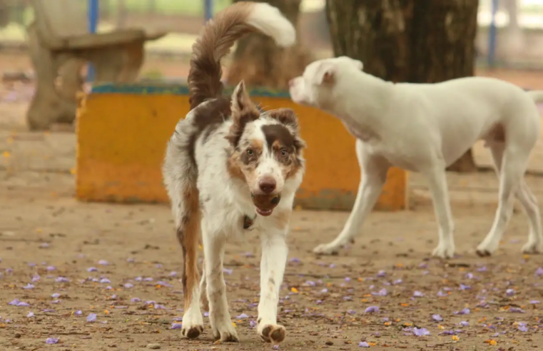 Mais de 300 pets estarão disponíveis para adoção em evento em SP