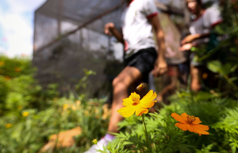 Dia da Educação Ambiental destaca iniciativas de conscientização