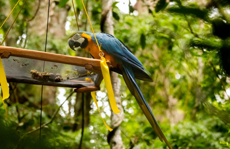 Parque Nacional da Tijuca recebe primeira soltura de araras-canindés