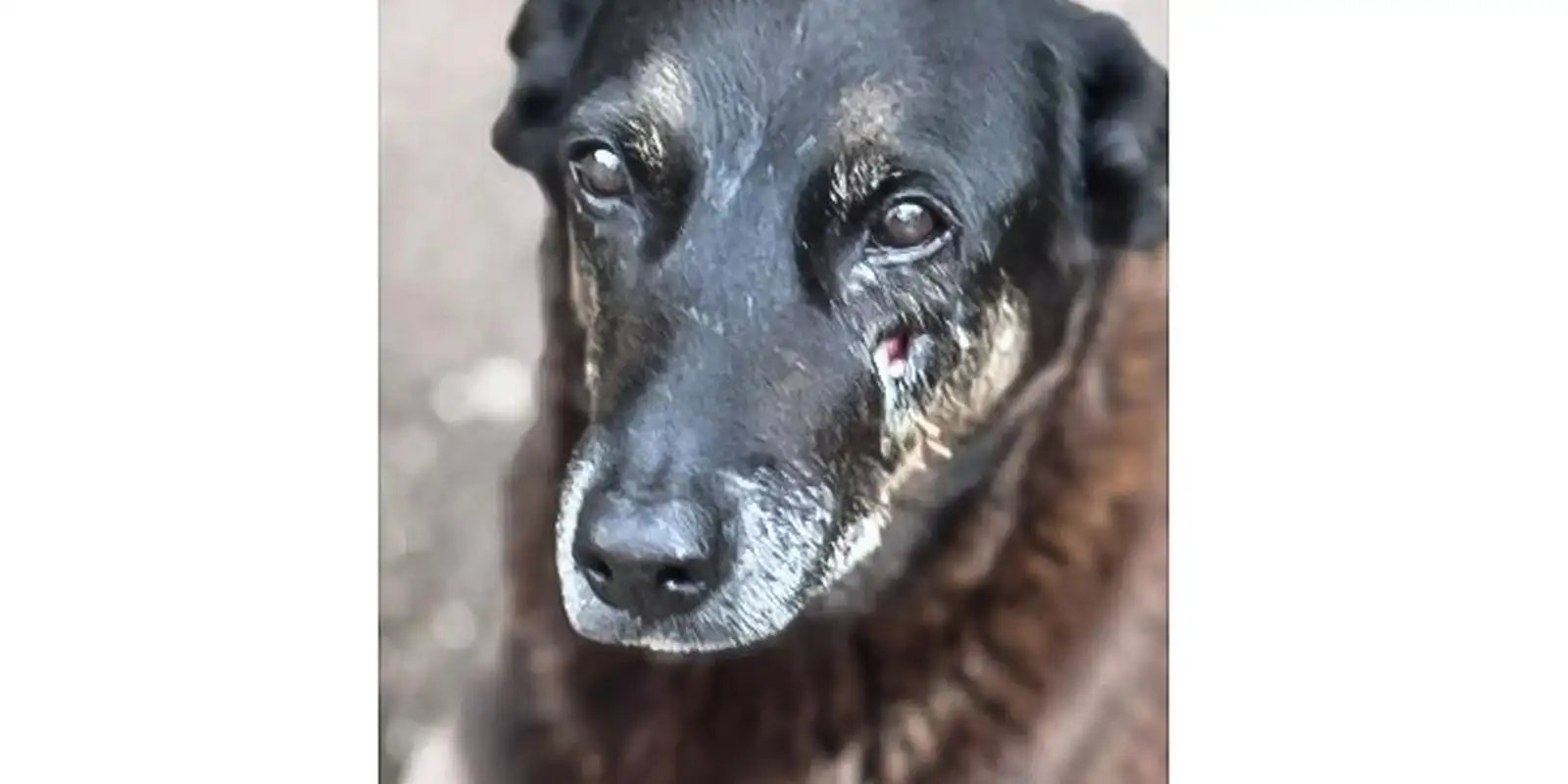 Saiba que sanções podem ser aplicadas a jovens que mataram cão Orelha