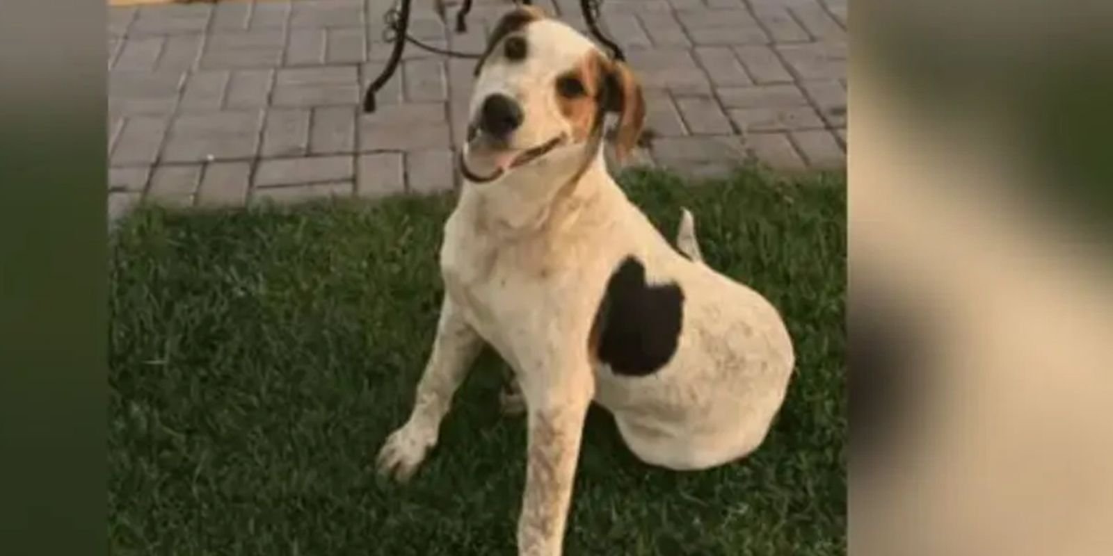 Cachorro comunitário Abacate é morto por um tiro no Paraná