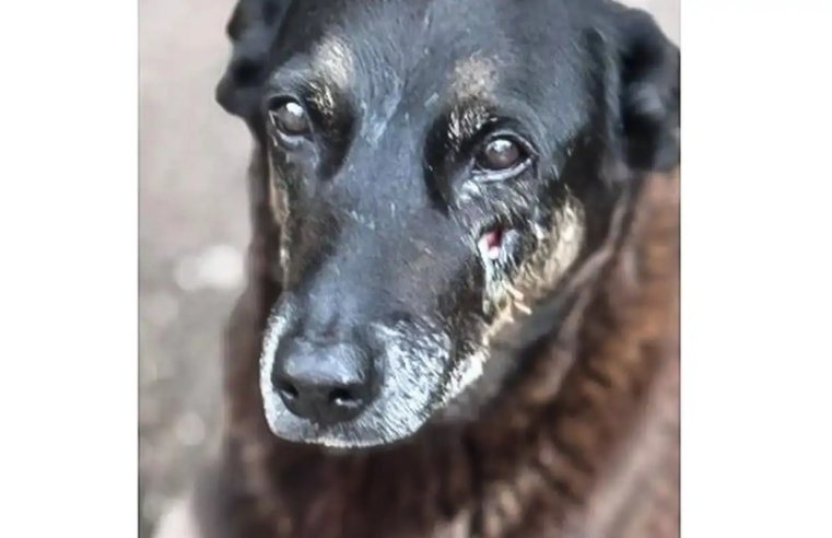 Adolescentes suspeitos de matar o cão Orelha voltam ao Brasil