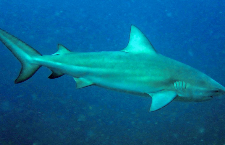 Tubarão-cabeça-chata é provável espécie que atacou garoto em Olinda