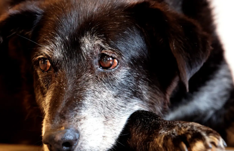 Justiça condena lojista a 5 anos de reclusão por maus-tratos a cães