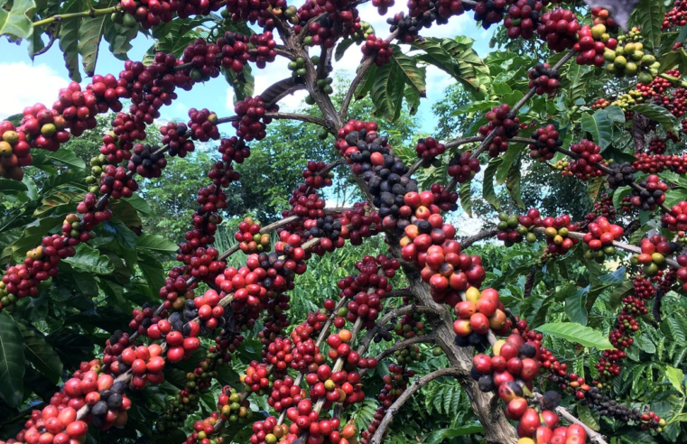 Conab prevê colheita recorde de café com crescimento de 17,1% em 2026
