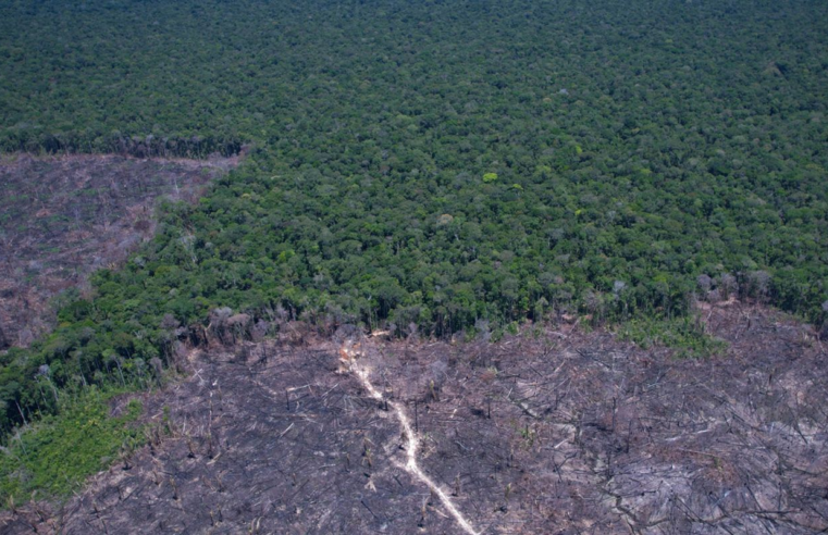 Amazônia Legal: desmatamento prevalece em torno de áreas protegidas