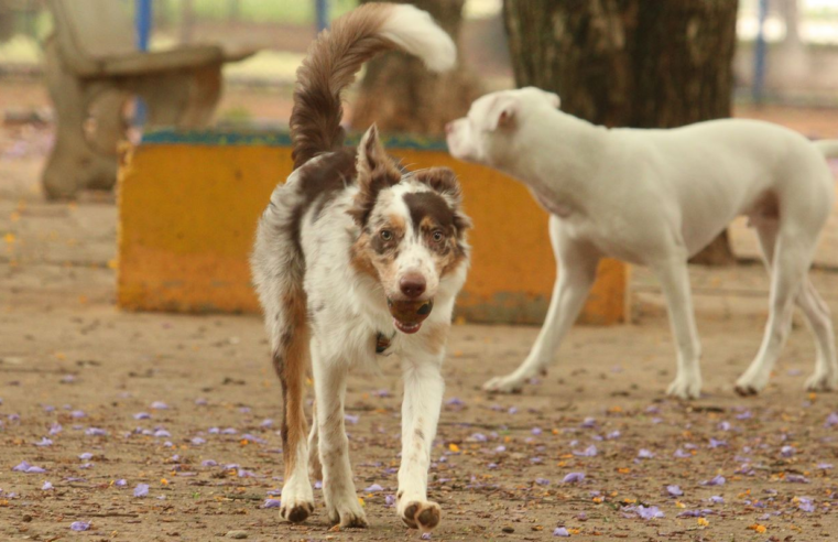 Exposição a multidões no carnaval traz riscos à saúde dos animais