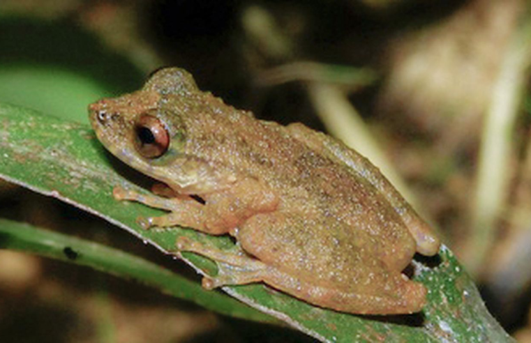 Nova espécie de perereca é descoberta no Cerrado mineiro