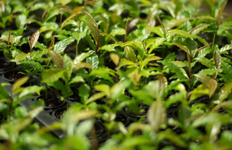 Mata Atlântica: de bioma devastado a exemplo de restauração florestal