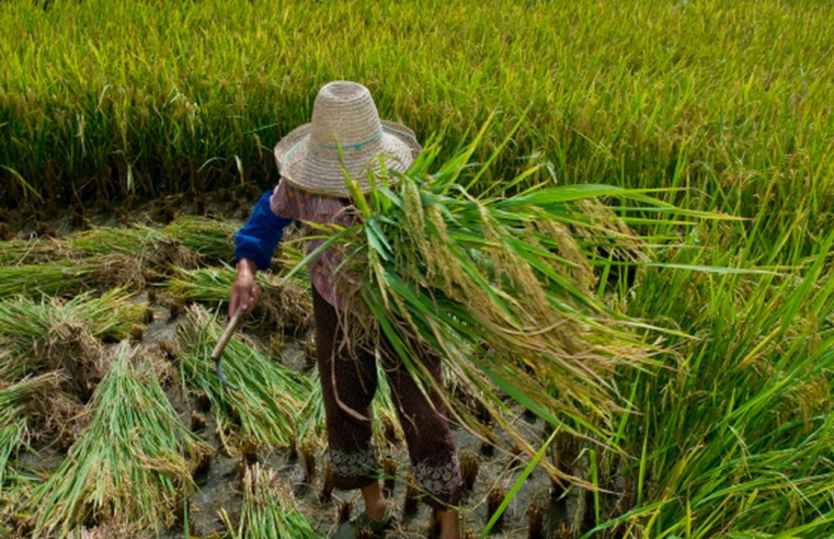 Promulgado protocolo da OIT contra trabalho forçado