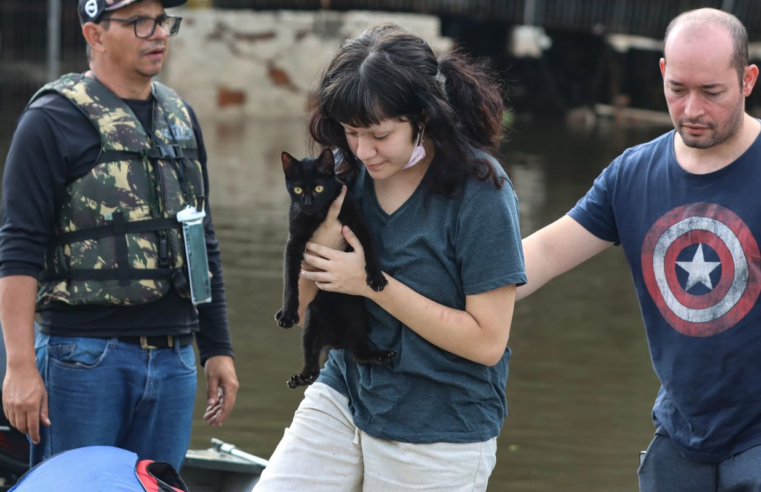 Senado aprova política de proteção a animais resgatados em desastres