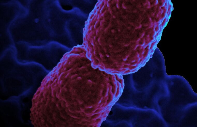 Hospital em Campinas restringe atendimento para conter superbactéria