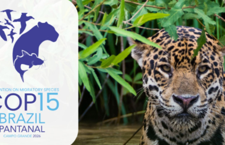 Queda na conservação de espécies migratórias pautará encontro da ONU