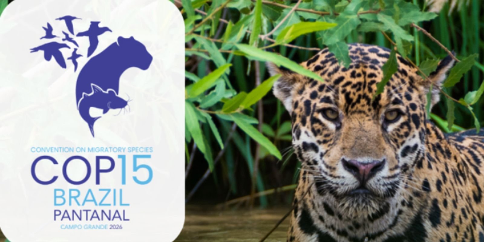 Queda na conservação de espécies migratórias pautará encontro da ONU