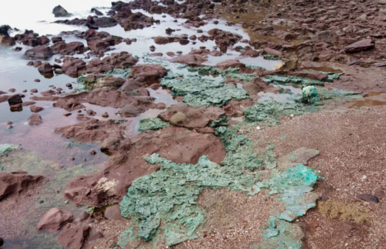 Rochas de plástico chegam a ninhos de tartarugas em ilha brasileira