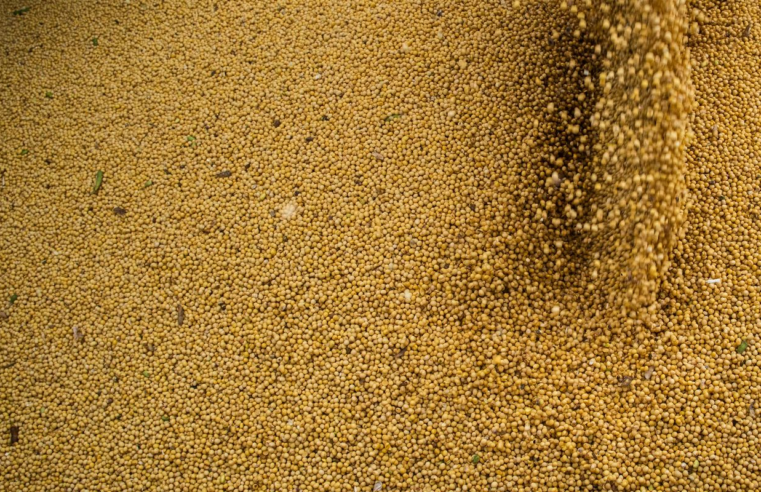 Agro cresce 11,7%, impulsiona PIB e ganha participação na economia