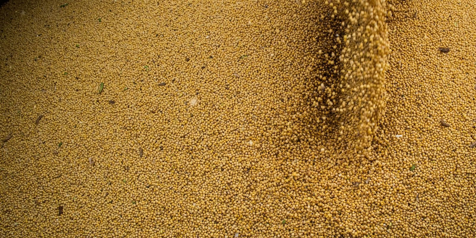 Agro cresce 11,7%, impulsiona PIB e ganha participação na economia